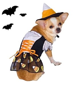 small dog witch costume