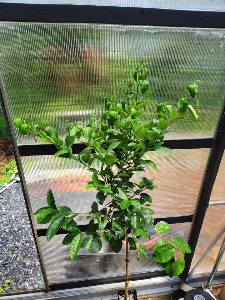 水果钥匙石灰树 - 4 英尺高 - 目前有水果 + 鲜花 — 第 2/3 张图片