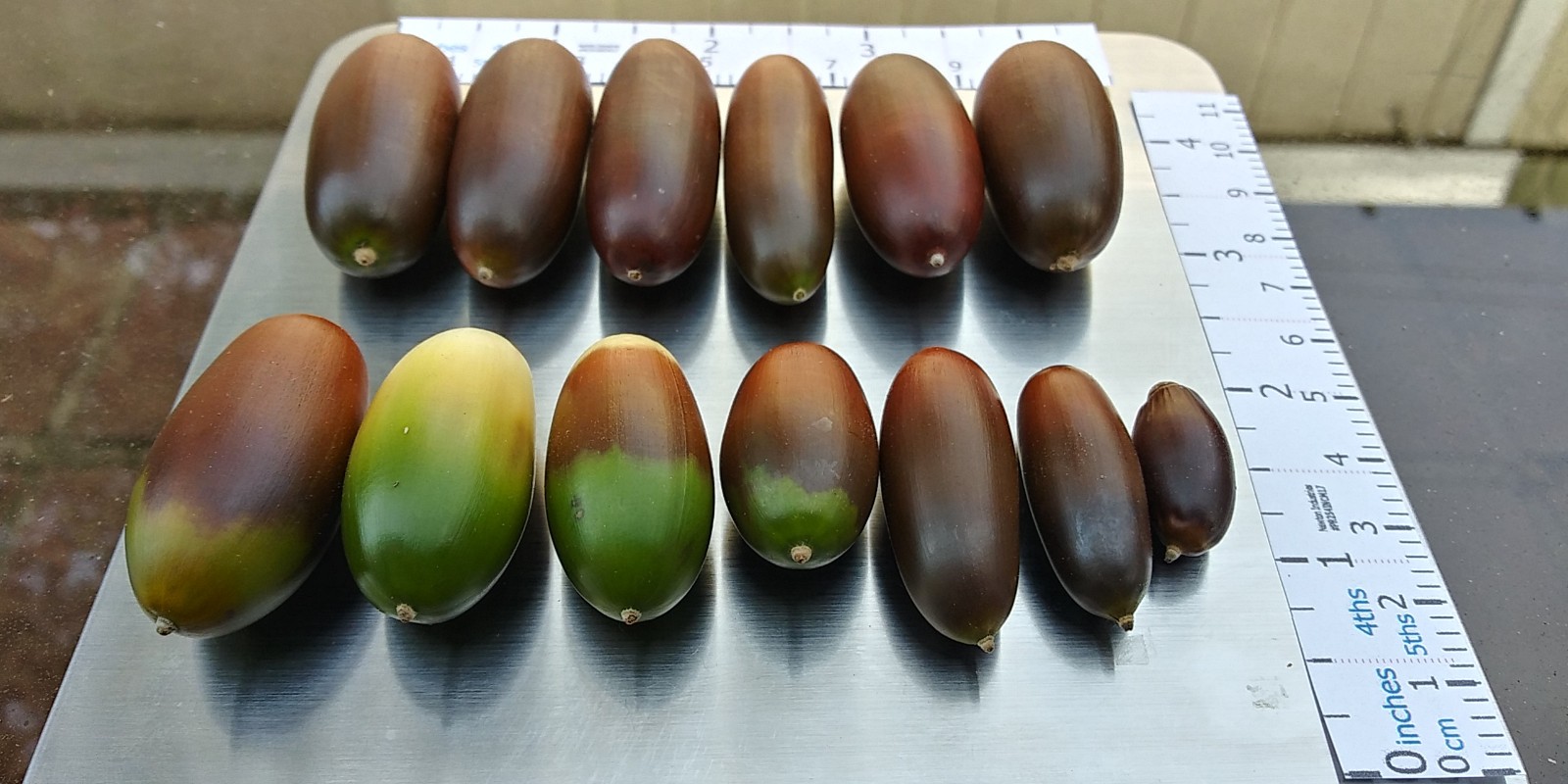 Acorns, Cork Oak, 100ct Fresh, Standard Pick - Fall 2025 - Good for Growing