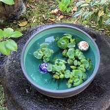 Shigaraki Ware Size 13 Ceramic Water Bowl for Goldfish/Medaka