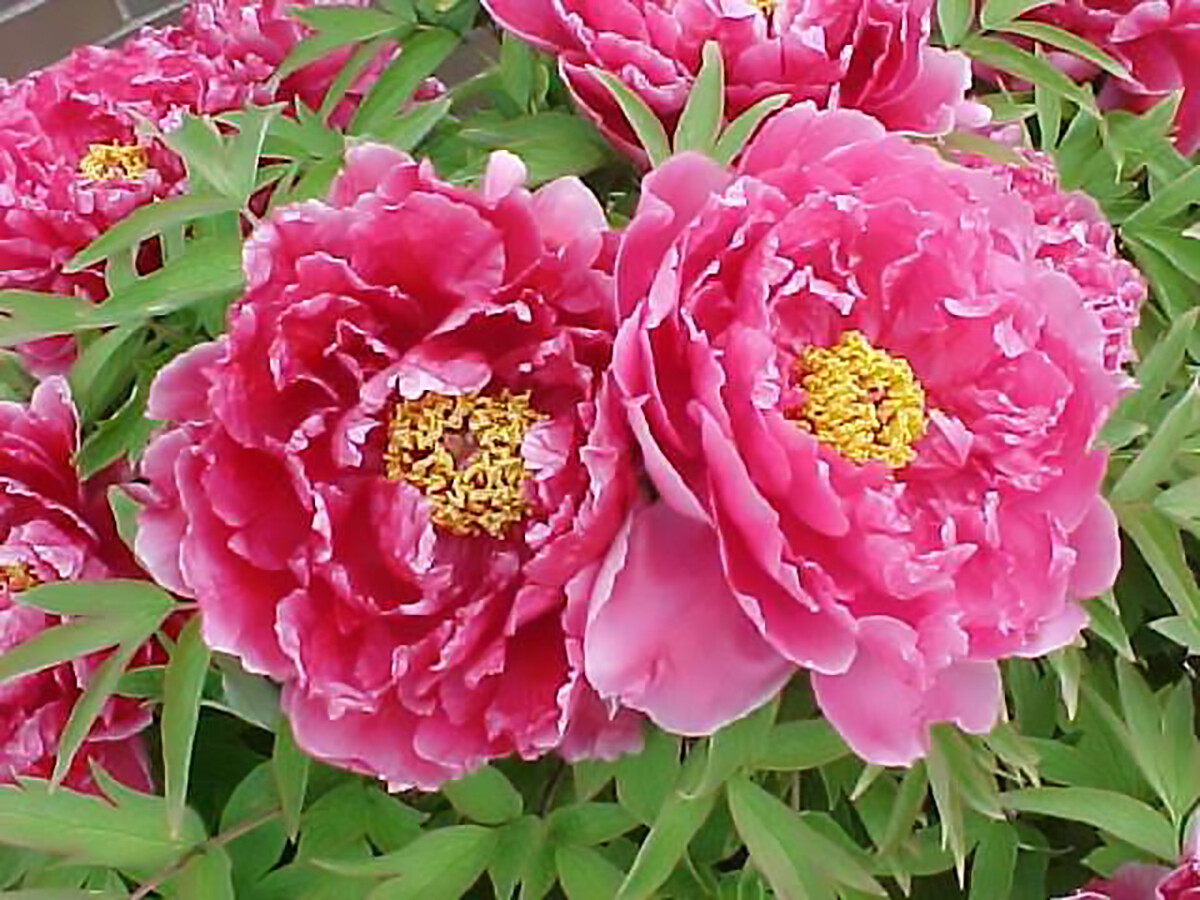 Tree Peony, Paeonia suffruticosa, Seeds (Showy Flowers, Hardy) | eBay