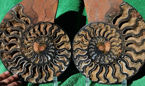 Dinosaur Split PAIR BLACK Ammonite 1 IN 100 XXL 212mm 110myo FOSSIL 8.5" 3797axx - Picture 4 of 9