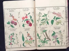 ATQ Beneficial Plants Illustrated Encyclopedia Colored woodblock print book #1