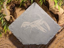 XL Large Personalised Laser Engraved Slate Corner Cave Hide Basking Reptile