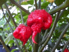 20 SEEDS OF CAROLINA REAPER EXTREMELY SPICY PEPPER 100% GUARANTEED