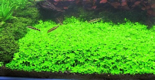 monte carlo aquascape