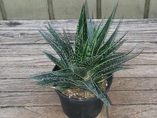 Gasteraloe  cv. Kiaka'  rare   succulent