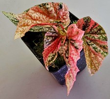  Bellissimo berretto da neve Begonia rosa variegata K156