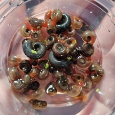Ramshorn Snails Assorted Colors 30 Pack Live Freshwater Snail Algae Eaters