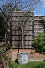 Large mature olive tree in pot 3.3 meters 