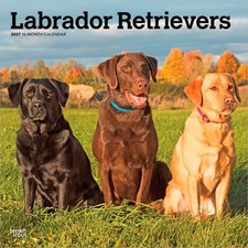 Labrador Retrievers | 2027 12x24 (Hanging) Sq...