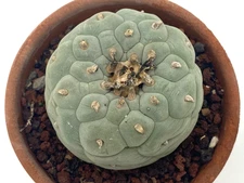 Ariocarpus LF San Luis Potosi 2.8 Inches Seed Grown Not Aztekium Astrophytum