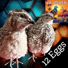 12 Coturnix Quail Fertile Hatching Eggs, NPIP Certified Game Farm