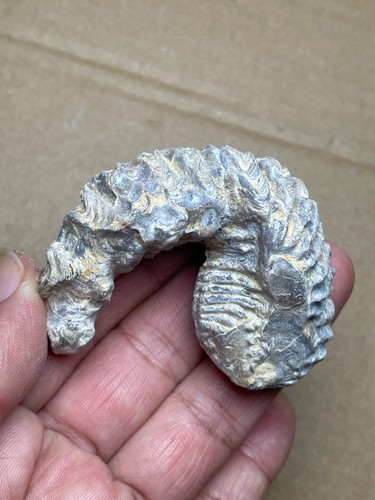 68g Rastellum Carinatum Oyster specimen from Madagascar - Picture 21 of 21