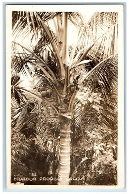 Ecuador Postcard View of Tree Producing Cocos c1920's Antique RPPC Photo