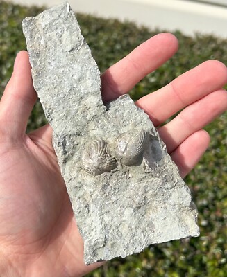 BIG Fossil Brachiopods Multi Plate 6  Ohio Liberty Shale Formation Ordovician