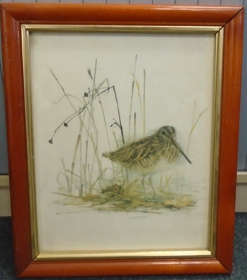 FRAMED PRINT  Of A Common Snipe Signed Stage