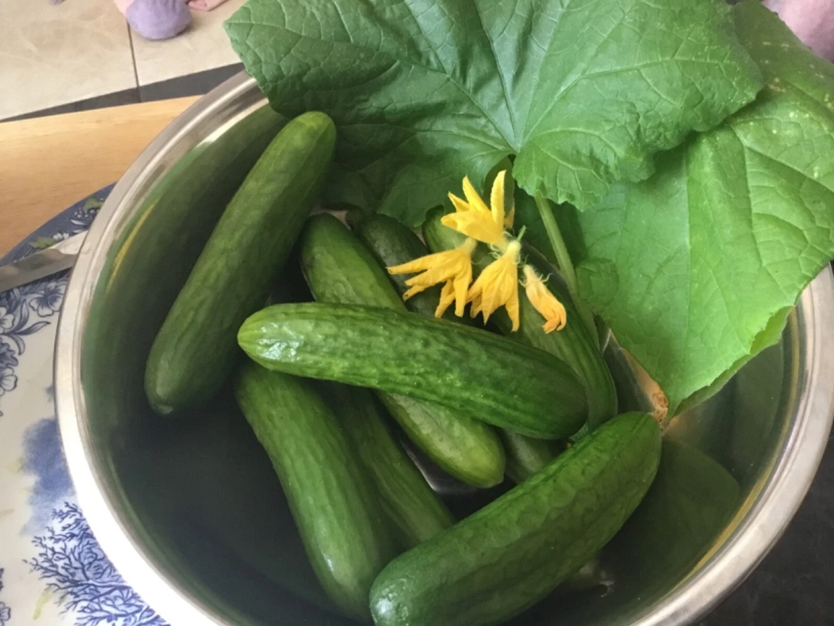 Small cucumbers sweet crispy crunchy summer F1 Beit Alpha Organic 20 seeds  | eBay