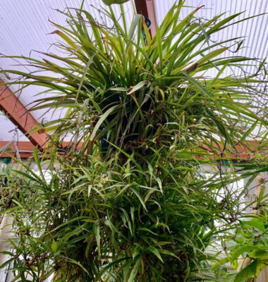 2 Spider Plant Bare Rooted 5inch+ || Air Purifier | eBay