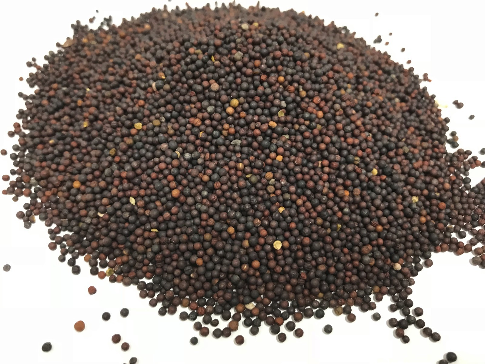  Canola  Seed 5 LB (1,250,000) Seeds -100% Pure Seed