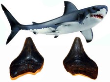 Carcharodon megalodon Dente Fossile cm 4,1 Squalo Megalodonte Pescecani Miocene