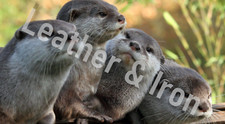 New Otters Design Vinyl Checkbook Cover