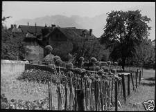 Glass Magic Lantern Slide VEGETABLE PLOT C1920 PHOTO ONION FLOWERS