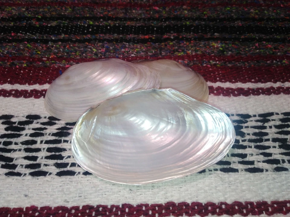 Mother of Pearl shells 5 whole shells (10pc.) sanitized,  - Image 2 of 4