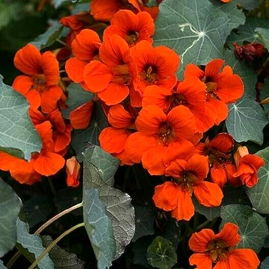 Nasturtium EMPRESS OF INDIA Red Vine 16" Hummingbirds Edible NonGMO USA 50 Seeds