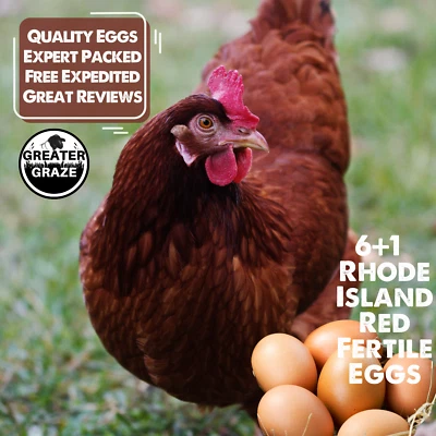 GREATER GRAZE Rhode Island Red Fertile Hatching Eggs 6+1 Bonus Fresh Free Range Fast Ship