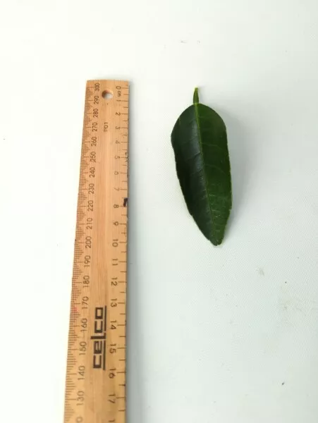 Picture 5 of 5