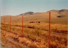 View of buffalo grouped together in the grassland Found Photo V1784