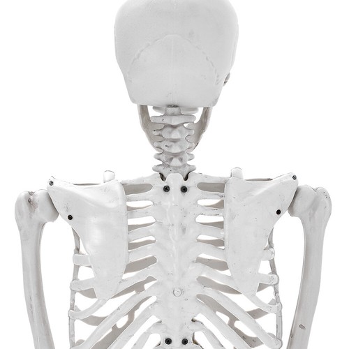 165cm Skeleton Full Size Poseable Human Joints Halloween PartyProp Haunted House - Picture 9 of 20
