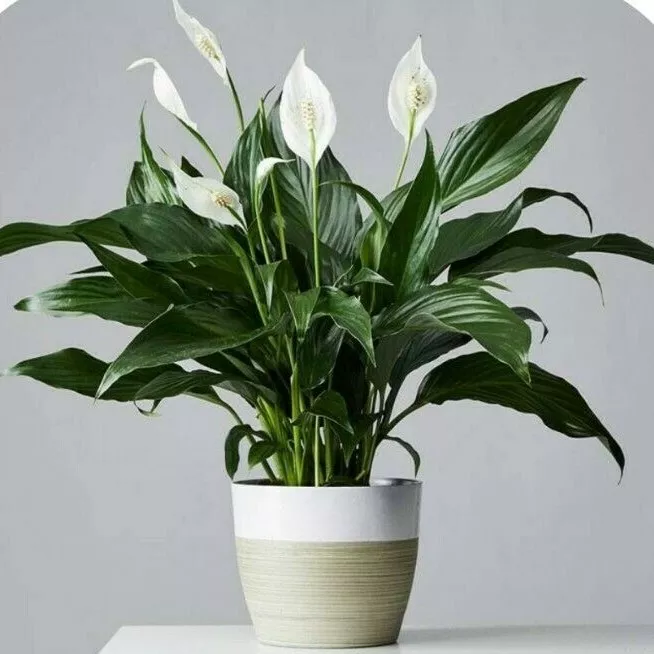 Peace lily Air purify Indoor House plant Unpotted | eBay