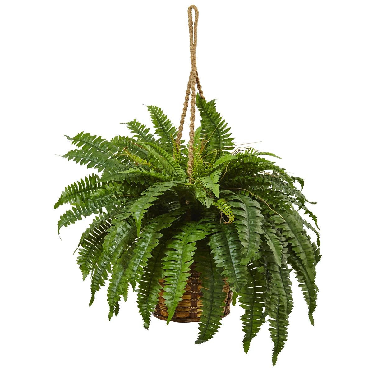 Boston fern outlet hanging basket