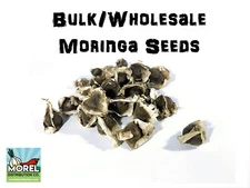 Moringa Oleifera Seeds (Semillas Moringa) WT: 1 Lb, 2 Lbs, 5 Lbs, 10 LBS