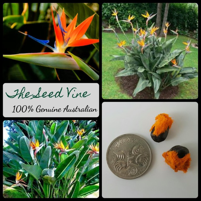 100 pcs Orange Strelitzia Reginae Seed Bird of Paradise