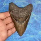 MEGALODON SHARK TOOTH 4.41” HUGE TEETH MEG SCUBA DIVER DIRECT FOSSIL NC 2379