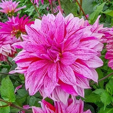 1 - FLAMED BABYLON LILAC Dinner Plate Dahlia Bulb Tuber Clump * PERENNIAL BLOOMS