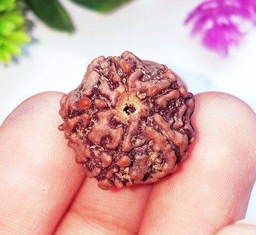 Piedras preciosas sueltas 5 cuentas Mukhi Rudraksha forma redonda 9,90 quilates con regalo gratis - Imagen 3 de 8