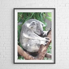 AUSTRALIAN NATIVE KOALA BEAR ANIMAL POSTER PICTURE PRINT Sizes A5 to A0 **NEW**