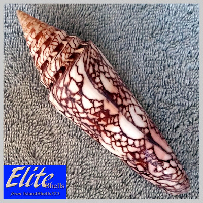 Conus milneedwardsi #4  134.4mm BIG! RARE BEAUTY from India