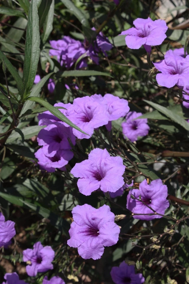 10 Live Bare Rooted Mexican Petunia  Plants (Ruellia Simplex) . - Image 3 of 4