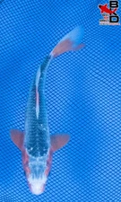 7" ASAGI Live Koi Fish Garden Pond 9/28