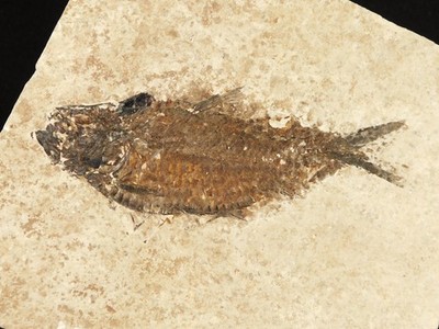 SCALES! Rare 50 Million Year Old Knightia ALTA FISH Fossil Wyoming 400gr
