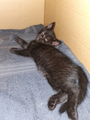 Domestic Semi Long Haired Kittens For Sale Cats Kittens Gumtree