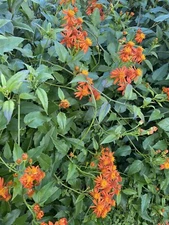 mexican flame vine/Pseudogynoxys Chenopodioides 10 Cuttings, 5-7ins-no Roots