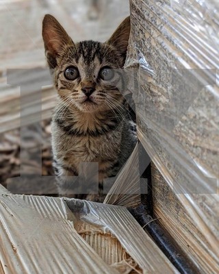 Photo Digital Product Wallpaper-Background Image Picture cute cat animal friend