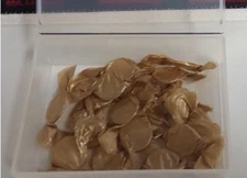 Candela GentleYag GentleLase 1064nm & 755 nm  handpiece  Laser Windows (20 Pk)