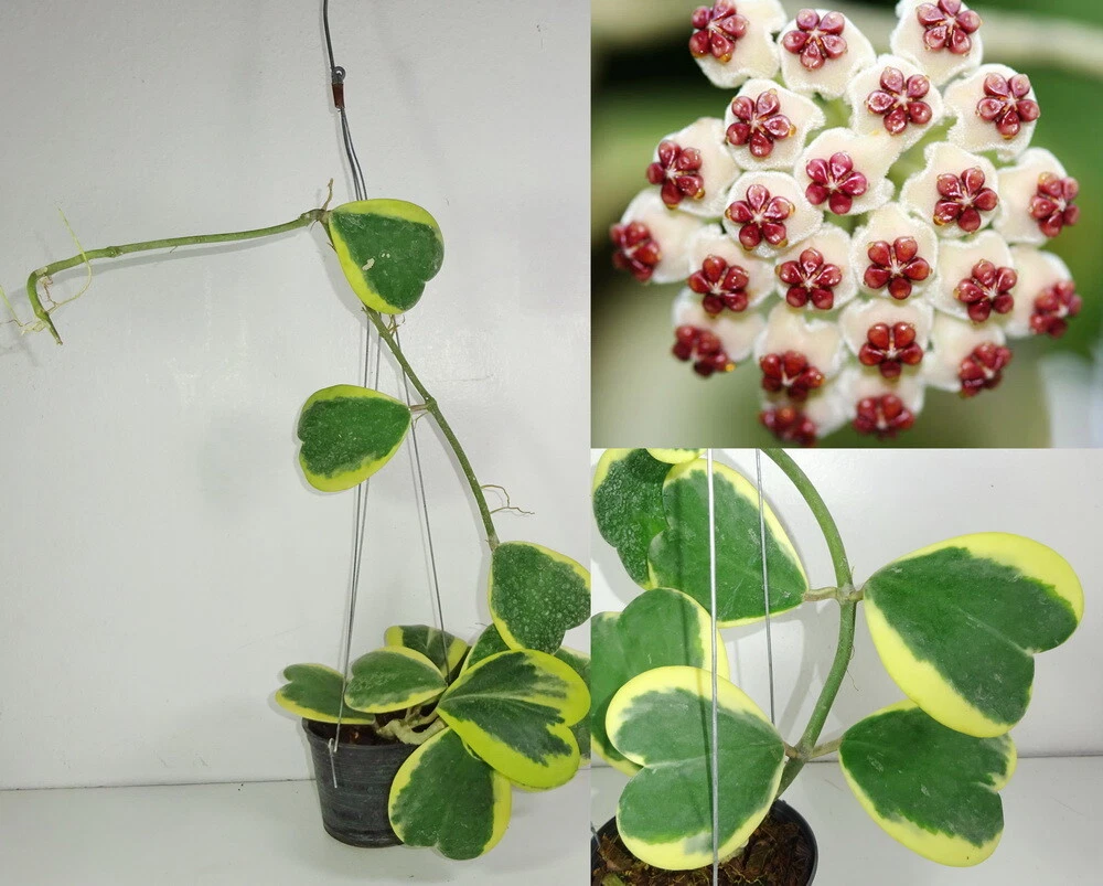 10+ Hoya Kerrii Flower